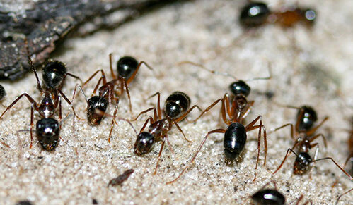 ant - exterminator
