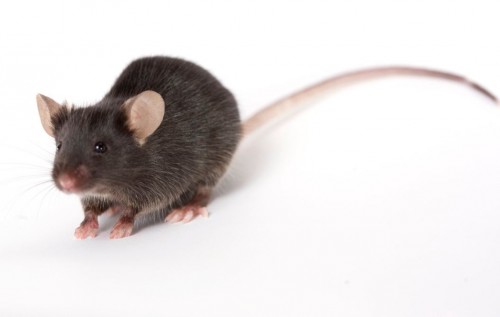 Toponepestcontrol - rat