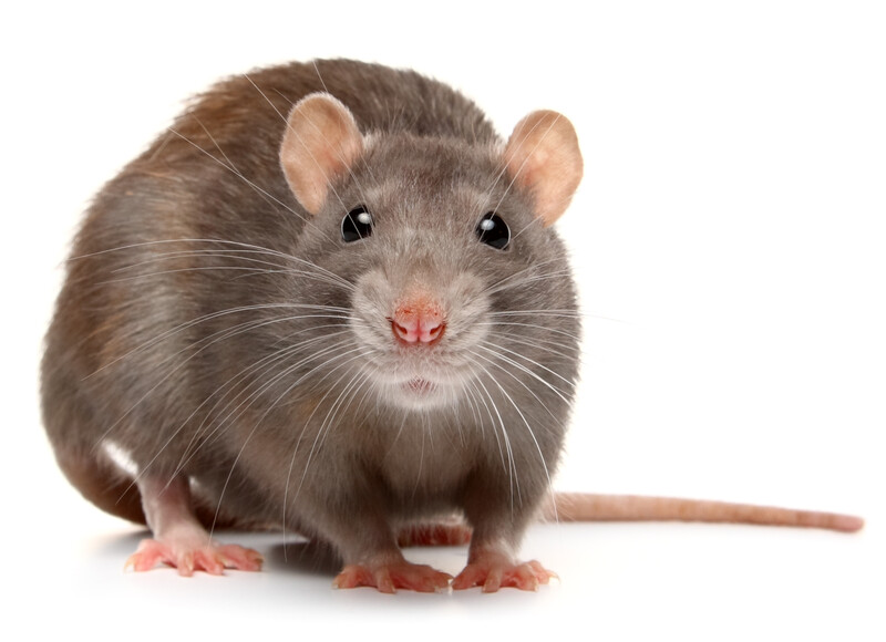 Toponepestcontrol - rat